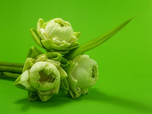 white flower lotus