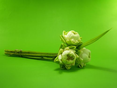 white flower lotus