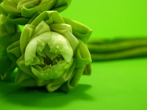 white flower lotus