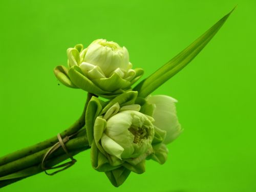 white flower lotus