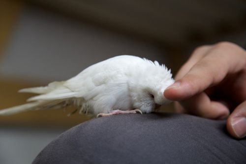 hand stroking parrot pet