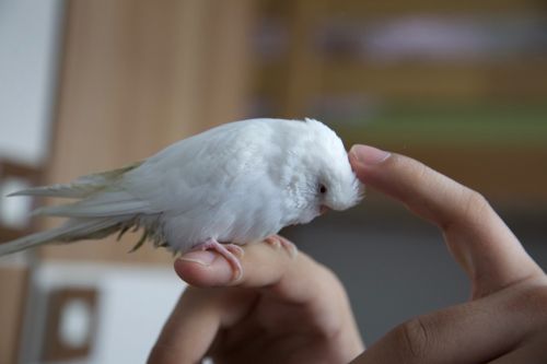 hand stroking parrot pet