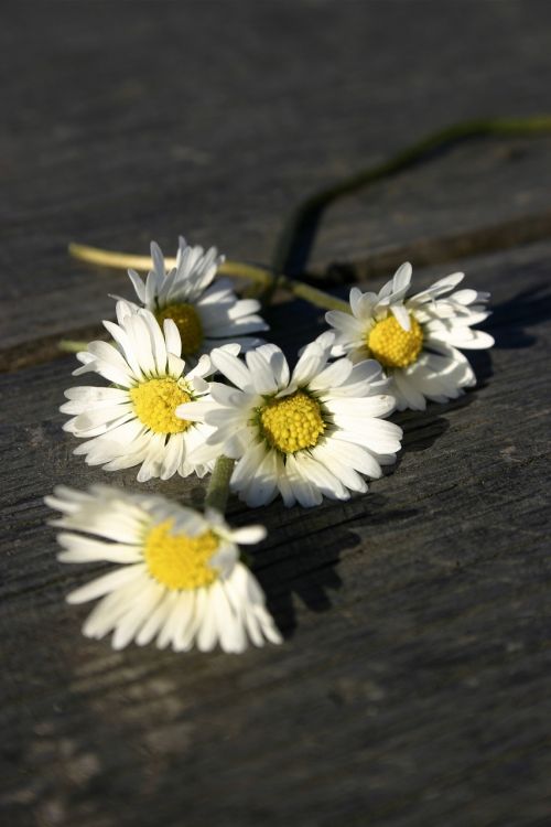 white flowers daisy