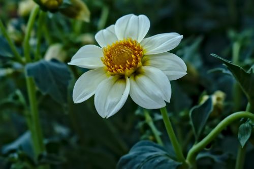 white flower flowers