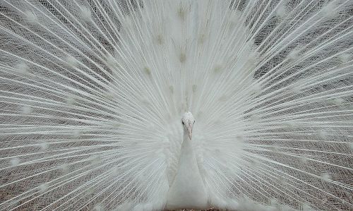 white peacock peafowl