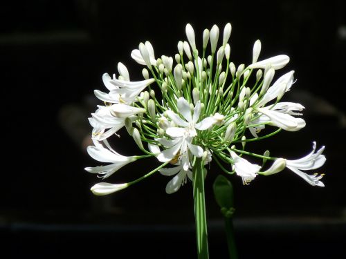 white flower díszhagyma