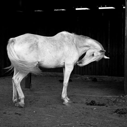 white horse b w photography