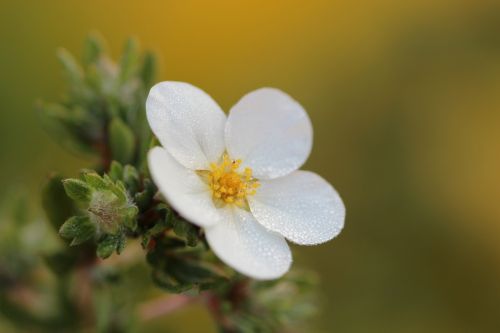 white flower nature