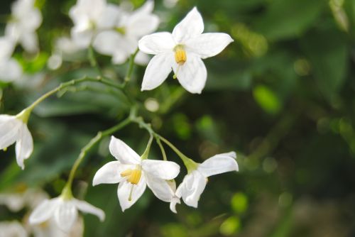 white bloom blossom