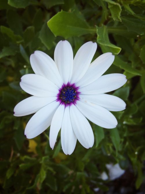 white flower flowers