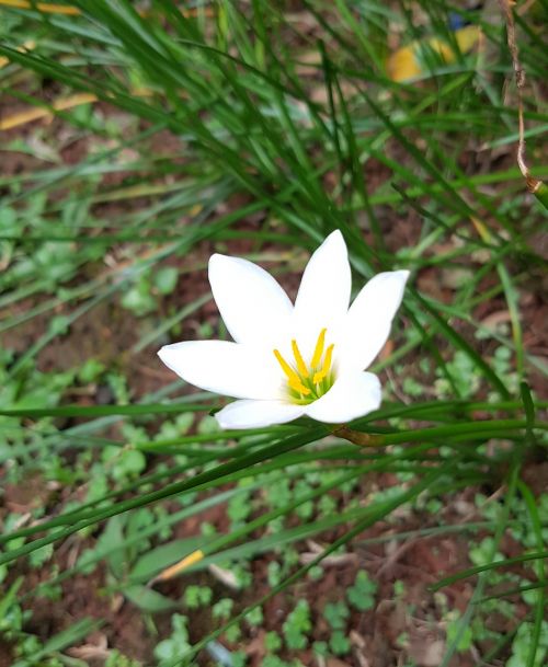 white flower nature