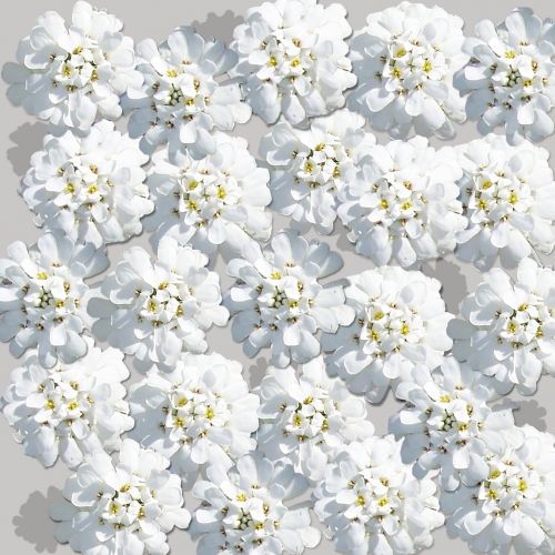 white scrapbook background floral