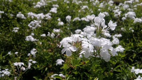 white flower plant