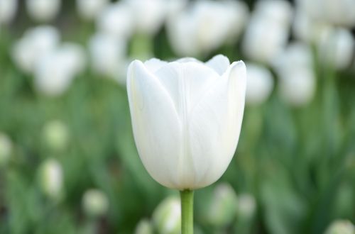 white flower tulip