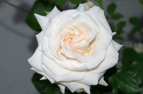 white rose blossom