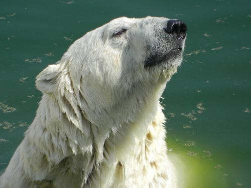 white bear animals