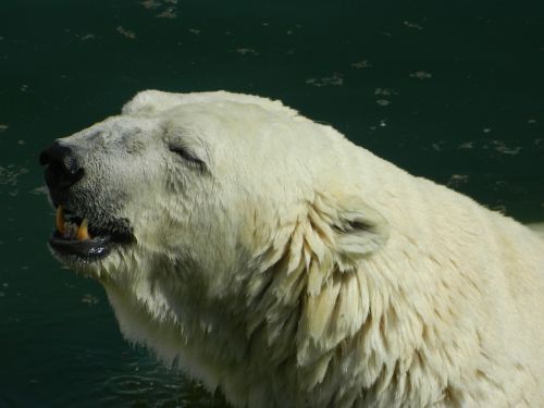 white bear global warming