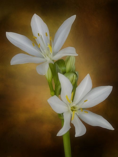 white garden flower