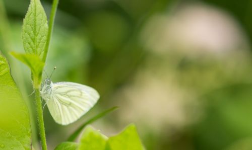 white butterfly macro