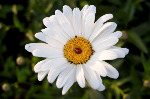 white flower beetle