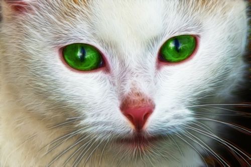 white cat face