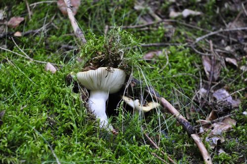 white mushrooms wild
