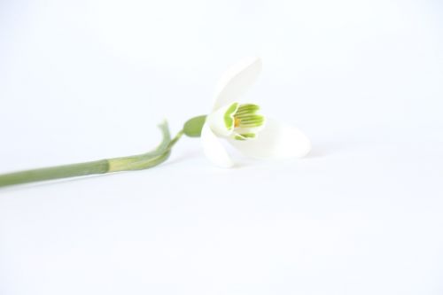 white background flower
