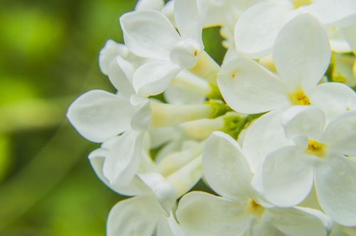 white flower nature