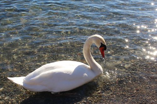 white swan beautiful