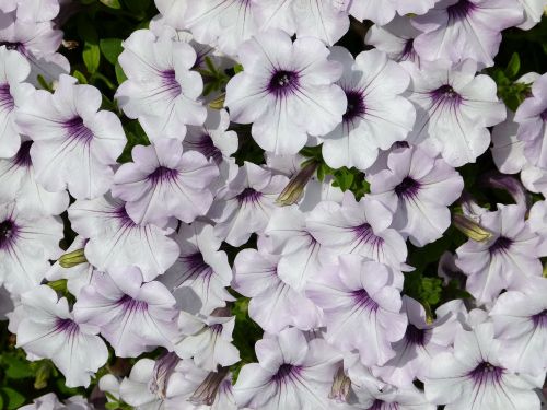 white purple petunia