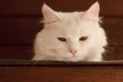 white cat cute