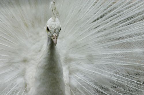 white peacock animal