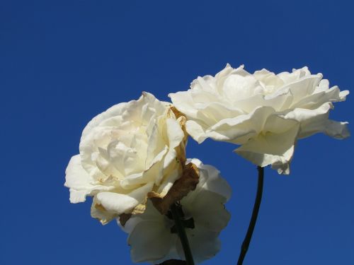 white rosa rose