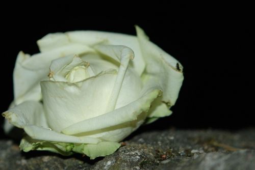 white rose flowers