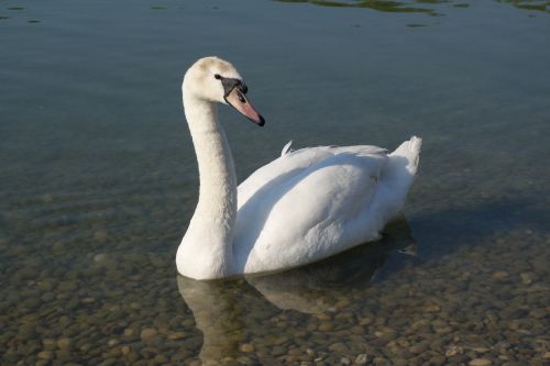 white swan elegance