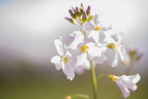 white flower blossom