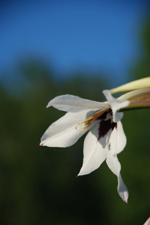 white flower nature