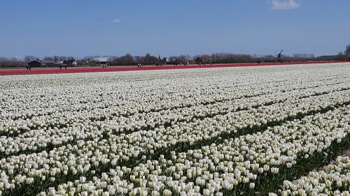 white tulip flowerbulbs