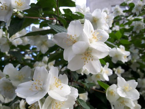 white green flower