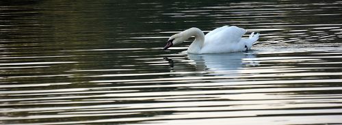 white swan lake