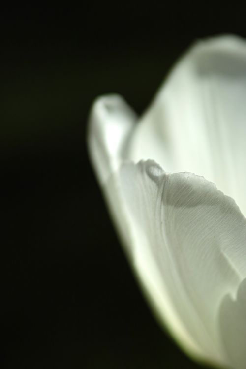 white tulips single