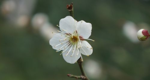 white plum blossom flower