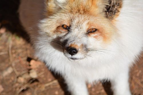 white fox outdoors