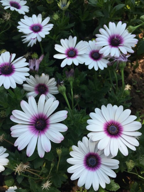 white purple flower