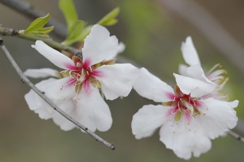 white flower nature