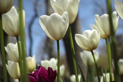 white flower tulips