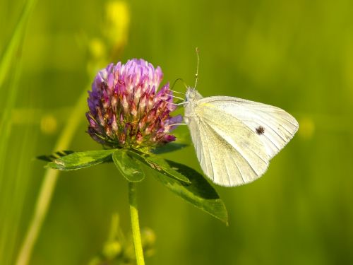 white butterfly insect