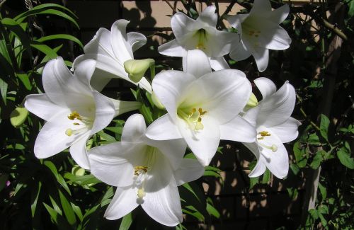 white summer lilies