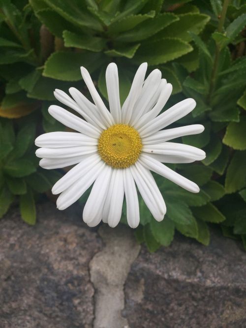 white flower daisy