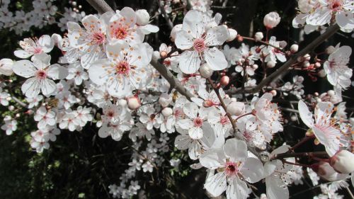 white spring blossom